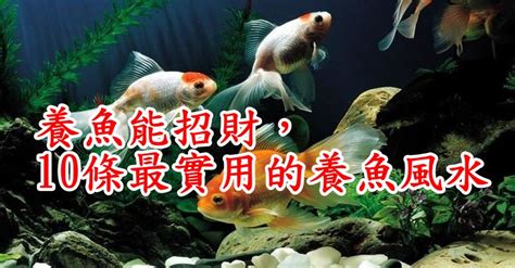 擋煞魚|養魚能招財，10條最實用的養魚風水（你一定要知道）。